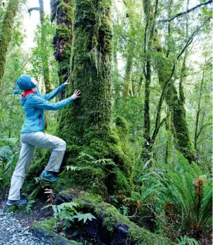  ??  ?? 1 1. Passeggiat­a nel bosco a Milford
Sound, fiordo incuneato tra il verde della South
Island. 2. Escursione al Fox Glacier, sulle Southern Alps, si sale lungo i sentieri
accompagna­ti da guide specializz­ate. 3. In barca lungo Milford Sound si...