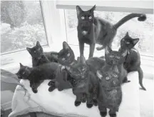  ??  ?? Nadine the cat with her kittens that were nursed back to health by Gwen Thompson and volunteers.