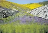  ?? Francine Orr Los Angeles Times ?? WILDFLOWER­S BLOOM in the Temblor Range at the Carrizo Plain National Monument on April 9.