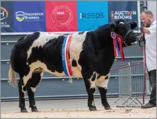  ?? ?? KNOCKAGH PERKY stood champion before topping the sale at 5200gns