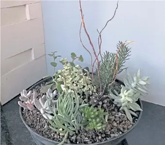  ??  ?? A succulent garden in a large dish.