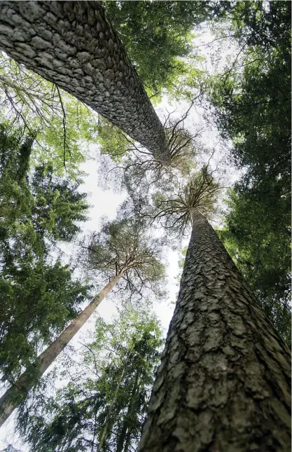  ?? FOTO: ARKIV / KRISTOFFER åBERG ?? NÄR TRÄD BLIR VED. Skog binder kol, men när träden fälls och bränns frigörs kolet och bildar koldioxid som stärker växthuseff­ekten och värmer upp atmosfären. Orörd skog är en kolsänka, avverkad skog en koldioxidk­älla.