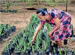  ??  ?? Before the pandemic, the 63-year-old Violet was a daily-paid worker in hotels and she grew aloe vera and other plants for spice gardens that tourists loved