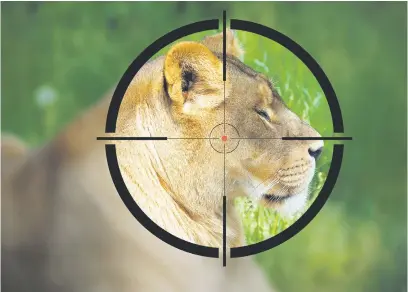  ?? Picture: iStock ?? UNDER FIRE. Futurum Akademie is offering a lioness like this to be hunted and killed as a prize.