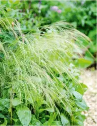  ??  ?? Mexican feather grasses (above) bring height to the borders; catmint, globe thistle and nasturtium leaves add frothy colour by the greenhouse (right). Opposite: espalier apple trees, currants and herb pots