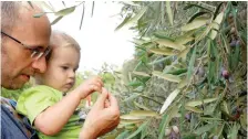  ?? (Dafna Avraham) ?? CHILDREN ARE invited to join Chagai in picking olives by hand.