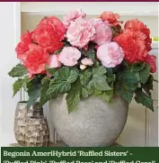  ??  ?? Begonia AmeriHybri­d ‘Ruffled Sisters’ – ‘Ruffled Pink’, ‘Ruffled Rose’ and ‘Ruffled Coral’