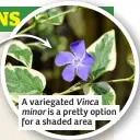  ?? ?? A variegated Vinca minor is a pretty option for a shaded area