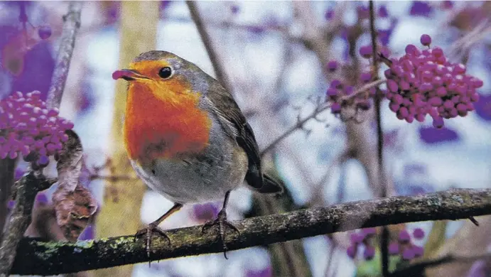  ?? Fotos: Landlust/F. Rüther ?? Erwischt! Dieses Rotkehlche­n hat noch die Reste einer Liebesperl­e im Schnabel.