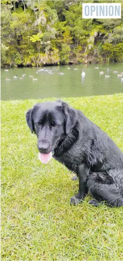  ??  ?? Angus is a black lab crossed with a collie.