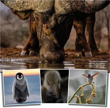  ?? ?? Above left: Thomas Vijayan won bronze for an Emperor Penguin in the Antarctic; Centre: Mitch Lewis also got bronze for a sleeping Egyptian duck chick; Above right: Gary Spicer’s Volcano
Humming Bird earned gold
This shot of an Oxpecker perched on a buffalo’s nose clinched the top prize for Alan Jones