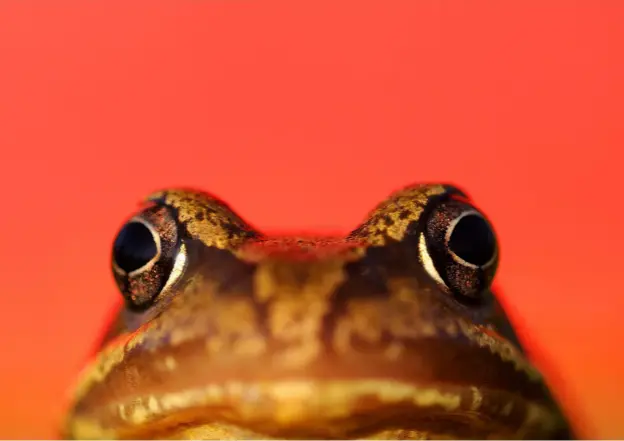  ??  ?? Above: Ross photograph­ed this frog in his back garden. He improvised by using a red bucket as a colourful backdrop.