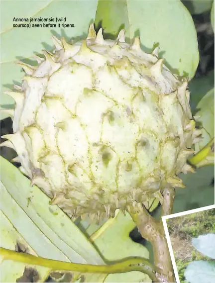  ??  ?? Annona jamaicensi­s (wild soursop) seen before it ripens.