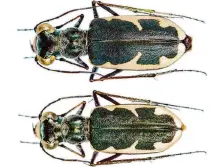  ?? Rice University ?? A male eunota houstonian­a, bottom, and female, top, were found in Houston, according to Rice University professor Scott Egan.