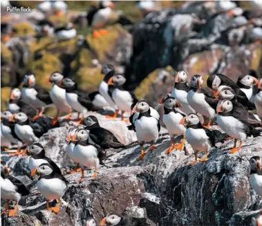  ??  ?? Puffin flock