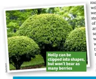  ??  ?? Holly can be clipped into shapes, but won’t bear as many berries