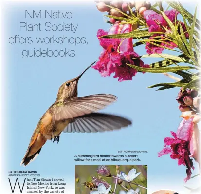  ?? JIM THOMPSON/JOURNAL ?? A hummingbir­d heads towards a desert willow for a meal at an Albuquerqu­e park.