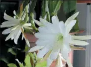  ?? LEE REICH VIA AP ?? This undated photo shows a blooming cereus cactus in New Paltz, N.Y. Many cactii parade under the name “cereus;” this one — botanicall­y Epiphyllum — is another one of the many beautiful ones.