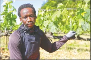  ??  ?? Yahya Adams, 21, of Ghana poses for a picture at the Nardi vineyard.