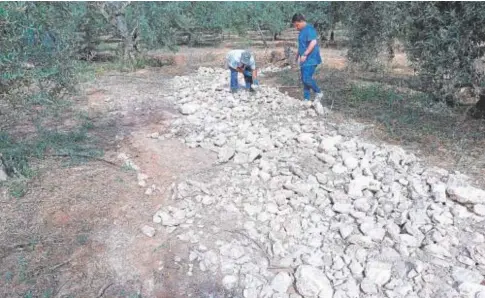  ?? ?? Dos agricultor­es colocan piedras junto a los olivos para asentar la tierra // C. G.