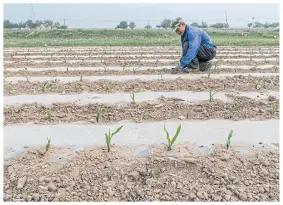  ??  ?? LEFT Wang Yulin, 61, tending to corn seedlings, as he has done for decades. With his three children off working in cities, he realises that one day, he’ll probably have to give up his farm.