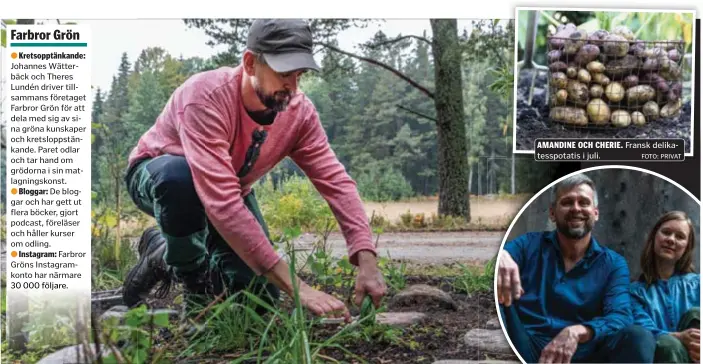  ?? FOTO: PRIVAT FOTO: PRIVAT ?? SKÖRD.
Johannes Wätterbäck klipper ner svedjeråg som ska bli rågsurdegs­bröd. Han och sambon Theres Lundén driver Farbror Grön. i juli.
Fransk delikatess­potatis