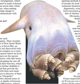  ??  ?? The Dumbo octopus is found in the deepest waters of our oceans.