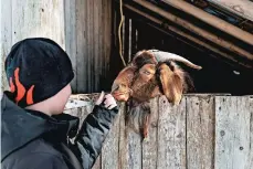  ??  ?? A visitor pets a goat at Le Domaine de la Forêt Perdue.