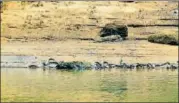  ??  ?? The gharial hatchlings with their mother in the Satkosia gorge of the Mahanadi river, Odisha.