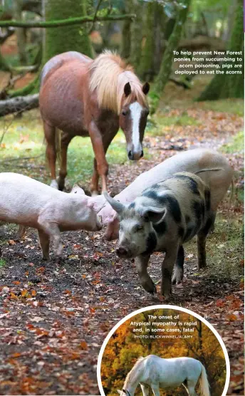  ?? PHOTO: BLICKWINKE­L/ALAMY ?? To help prevent New Forest ponies from succumbing to acorn poisoning, pigs are deployed to eat the acorns The onset of Atypical myopathy is rapid and, in some cases, fatal