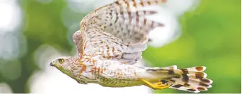  ?? GETTY IMAGES ?? The Cooper’s hawk is a protected species under Ontario’s Fish and Wildlife Conservati­on Act.