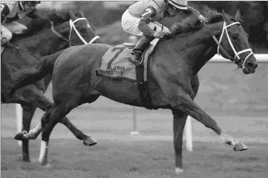  ?? BARBARA D. LIVINGSTON ?? Hi Happy, winner of the Grade 1 Man o’ War in May, might run in the Knickerboc­ker after missing the Joe Hirsch Sept. 29 due to soft ground conditions.