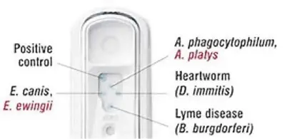  ?? ?? An illustrati­on of a 4Dx Snap Test and how to read the result.
(Photo from the article “What is a 4DX?” of the Hillcrest Animal Hospital website.)