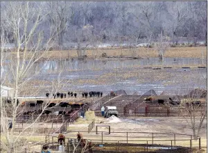  ?? The New York Times/KATIE CURRID ?? Cows and horses huddle near a flooded field Tuesday in Omaha, Neb. A state of emergency has been declared in two-thirds of the state’s counties and in four tribal areas.