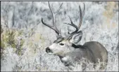  ?? Utah DWR ?? Mule deer in Nevada can migrate an average of five miles a day in the fall.