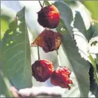  ??  ?? DRIED-OUT CHERRIES hang at Dave Shields’ orchard. A local civic activist said, “I’ve never seen it this bad.”