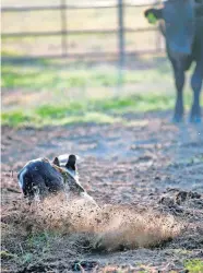  ??  ?? Megan the border collies races to head off cattle as she herds them into a pen to be weighed on Wednesday.