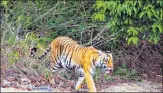  ?? GETTY IMAGES ?? The Sunderbans recorded three cases of tigers straying in 201415, followed by three years of zero incidents.