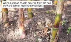  ??  ?? When bamboo shoots emerge from the soil, they are at their maximum thickness