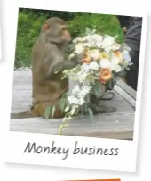  ??  ?? Monkey business