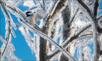  ?? The Canadian Press ?? A Chickadee sits on ice covered branches in Pointe Sapin N.B. Thousands of people in the province are still without power, days after a winter storm blasted through the region.