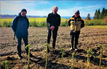  ??  ?? Her ses tre Pastinakke­r, som er klar til at gå i gang med den nye faelleshav­e hos landmand Mikkel Juhl Nielsen i Følle ved Rønde. Foto: Djursland Landbofore­ning.