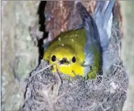  ??  ?? More than two-thirds of the bird species recorded in Arkansas are found within the White River National Wildlife Refuge, including beautiful prothonota­ry warblers that nest there in summer.