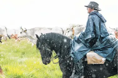  ?? Photos by Susan Wright / New York Times ?? Riders and cattle in the rain on their way to Querciglio­le at Ripalimosa­ni, Italy.