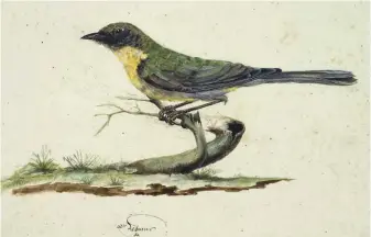  ??  ?? Lesueur painted this singing honeyeater in 1801 during an exploratio­n of the Swan River region, today the site of the city of Perth, WA.