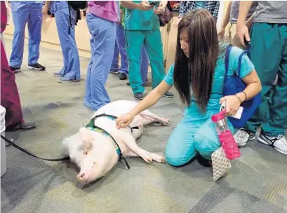  ?? SUBMITTED PHOTO ?? Students at Nova Southeaste­rn University in Davie got a chance to interact with Wilbur the pig during a program offered by the Humane Society of Broward County.