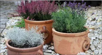  ??  ?? If you have limited space, attach some smaller terracotta planters to a south-facing wall