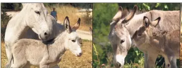  ?? (Photos Anesterel) ?? En haut, l’ânon de Cannes et en bas l’ânon du Cannet. Elles resteront sous leur mère un an.