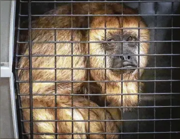  ?? BRUCE R. BENNETT / THE PALM BEACH POST ?? Harlowe, a black howler monkey from South America, looks out from a carrier inside the Melvin J. and Claire Levine Animal Care Complex at the Palm Beach Zoo as the zoo prepares for Hurricane Irma on Thursday. “This is our largest hurricane shelter on...