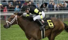  ?? MICHAEL BURNS FOR THE TORONTO STAR ?? Interpol finished second in the Breeders’ Stakes last summer and has improved heading into Sunday’s Canadian Internatio­nal.